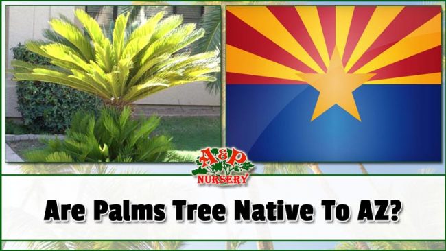 Are Palms Tree Native To AZ?