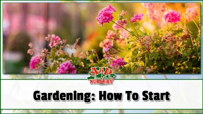 Gardening How To Start Gardening How To Start