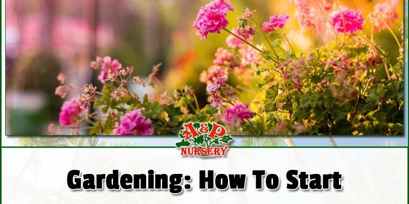 Gardening How To Start