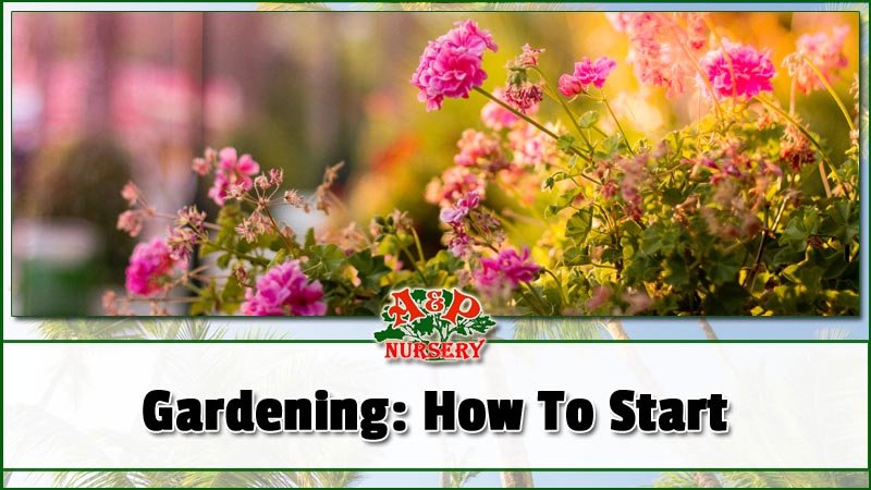 Gardening How To Start