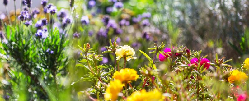 how-to-start-gardening-in-az