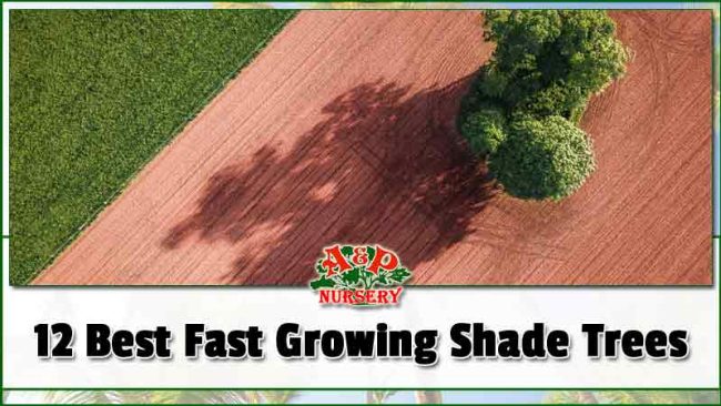 Fast-Growing-Shade-Trees