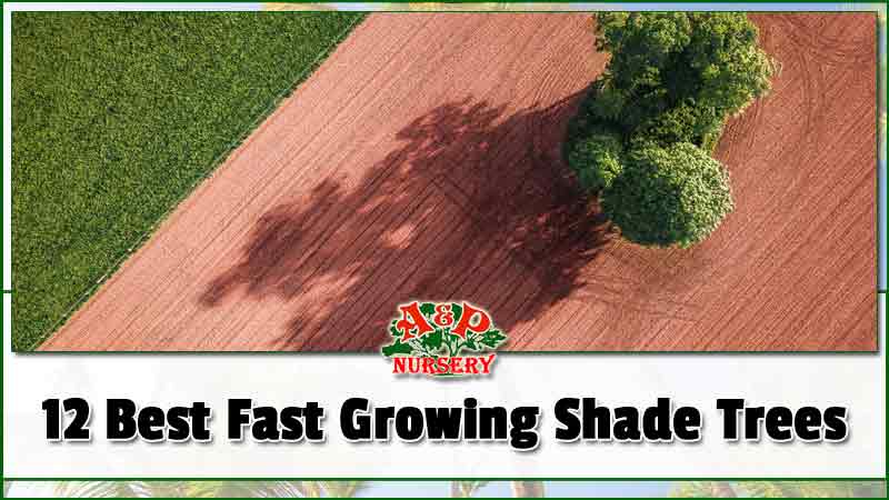 12 Best Fast Growing Shade Trees A P, Common Landscaping Trees In Arizona