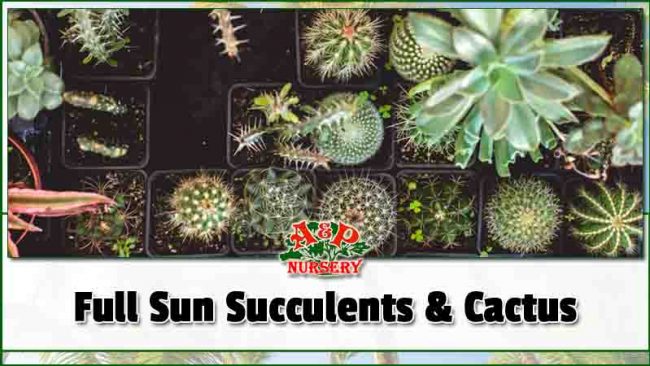 Full Sun Succulents and Cactus Full Sun Succulents and Cactus