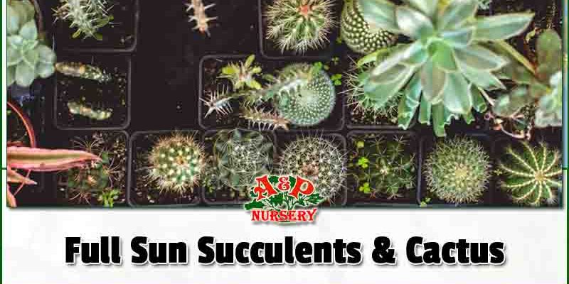 Full Sun Succulents and Cactus
