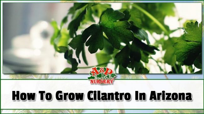 How To Grow Cilantro In Arizona How To Grow Cilantro In Arizona