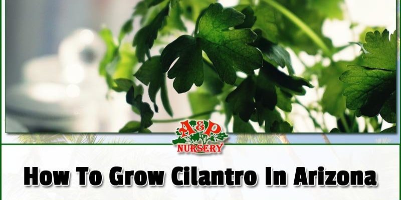 How To Grow Cilantro In Arizona