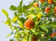 Best Time To Plant Fruit trees In Arizona