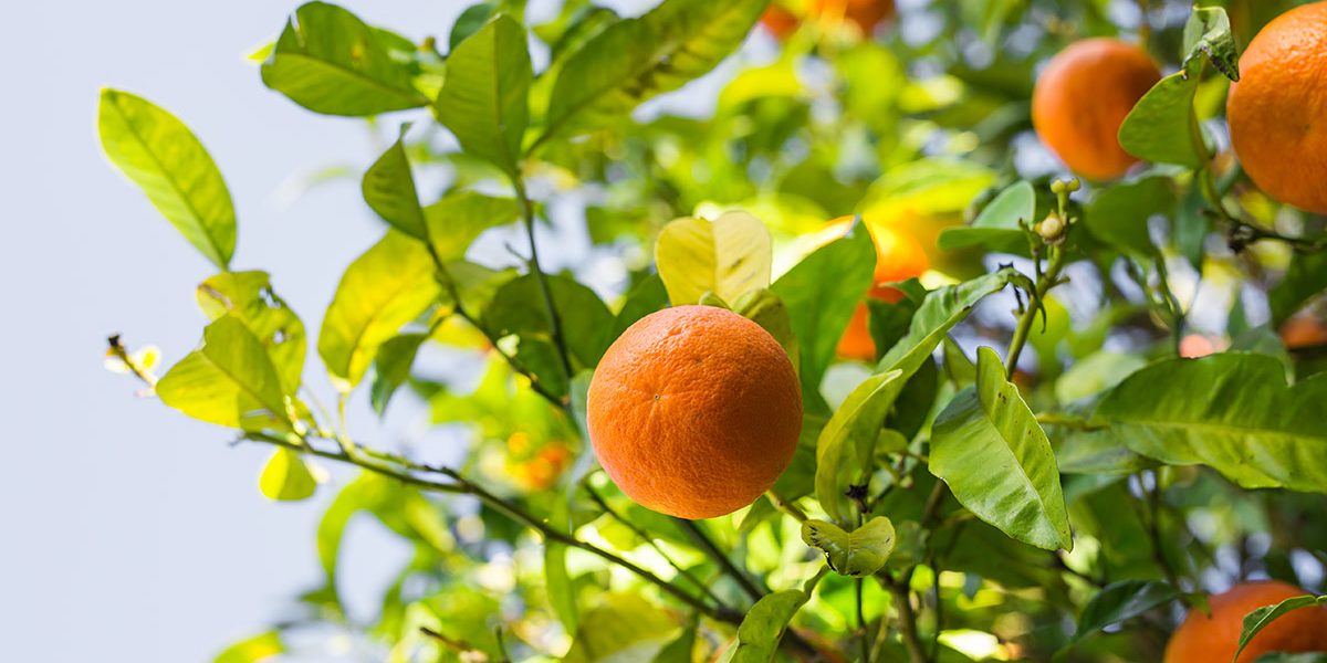 Best Time To Plant Fruit trees In Arizona Best Time To Plant Fruit trees In Arizona