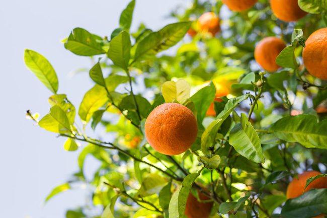 Best Time To Plant Fruit trees In Arizona Best Time To Plant Fruit trees In Arizona