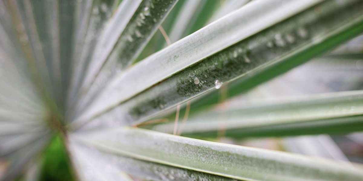 Care of a Sago Palm Tree
