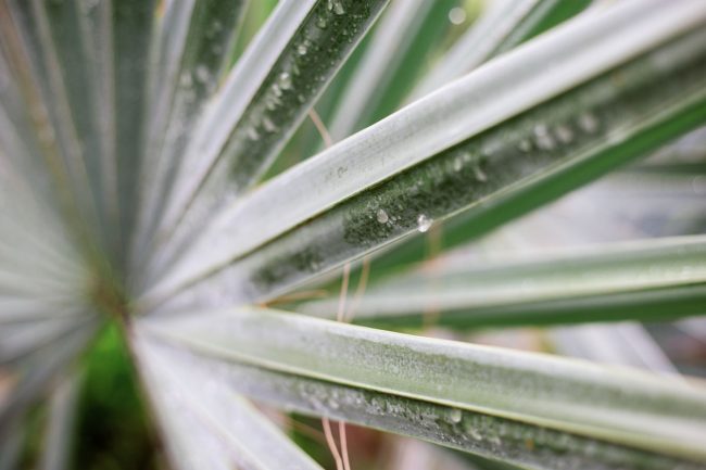 Care of a Sago Palm Tree