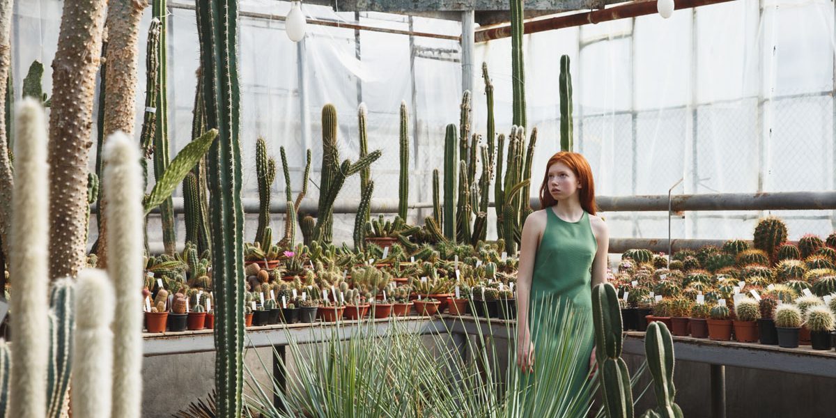 Growing Indoor Cactus Plants