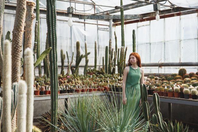 Growing Indoor Cactus Plants