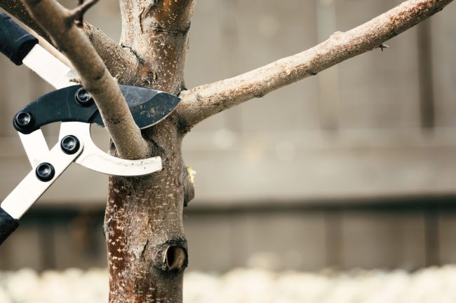 What Is Tree Pruning Tree Pruning Definition