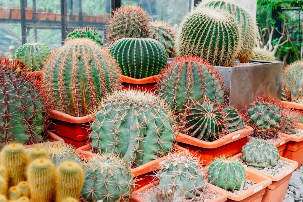 Cactus and Succulent Care