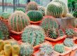 Cactus and Succulent Care