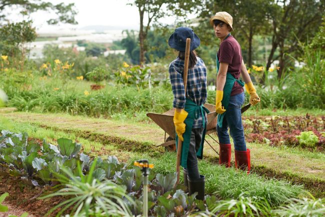 Therapeutic Gardening In Trying Times Therapeutic Gardening In Trying Times