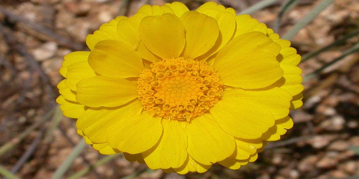 Growing Desert Marigolds