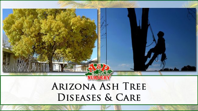 Arizona Ash Tree Diseases & Care