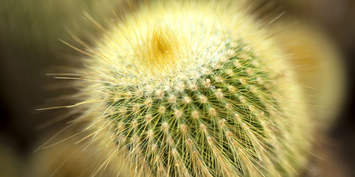 Dying Cactus Signs A&P Nursery