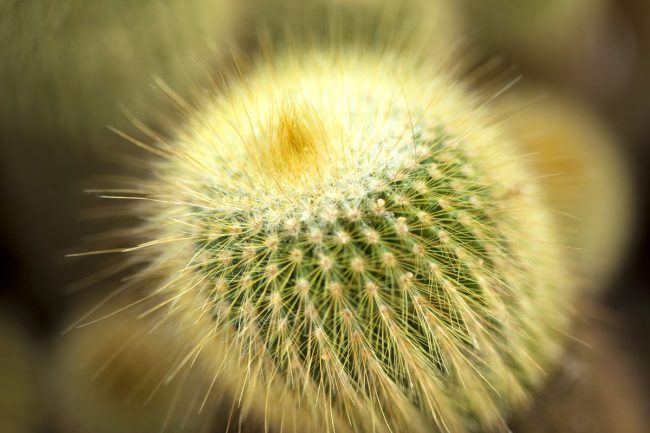 What Flowers are Good To Plant in Arizona in September