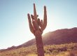 Saguaro Cactus Protection Laws