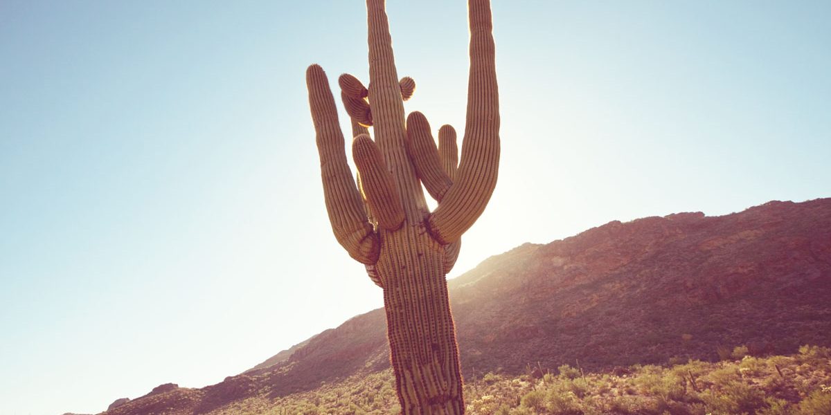 Saguaro Cactus Protection Laws Saguaro Cactus Protection Laws