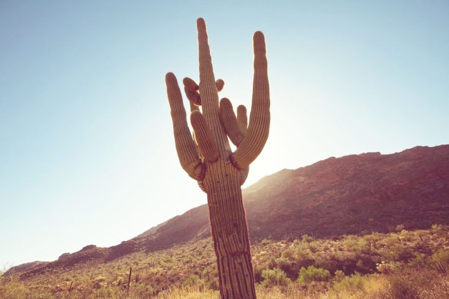 Saguaro Cactus Protection Laws