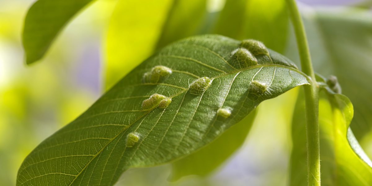 Common Sick Tree Symptoms