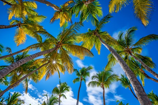 How To Bring A Dead Palm Tree Back To Life