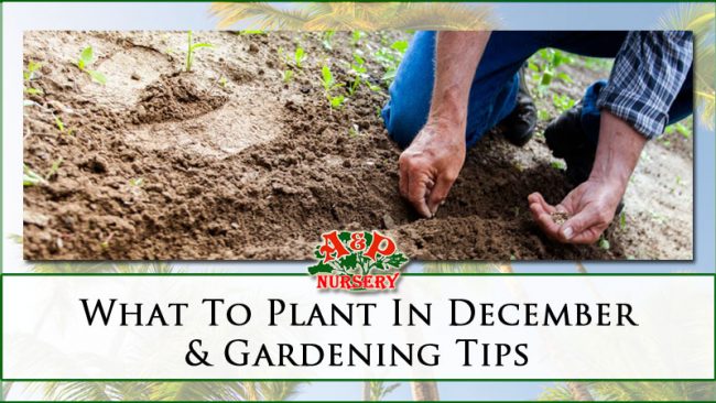 What To Plant In December & Gardening Tips What To Plant In December & Gardening Tips