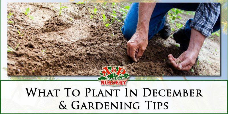 What To Plant In December & Gardening Tips