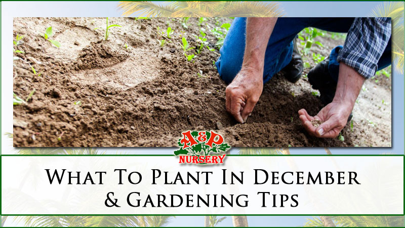 What To Plant In December & Gardening Tips