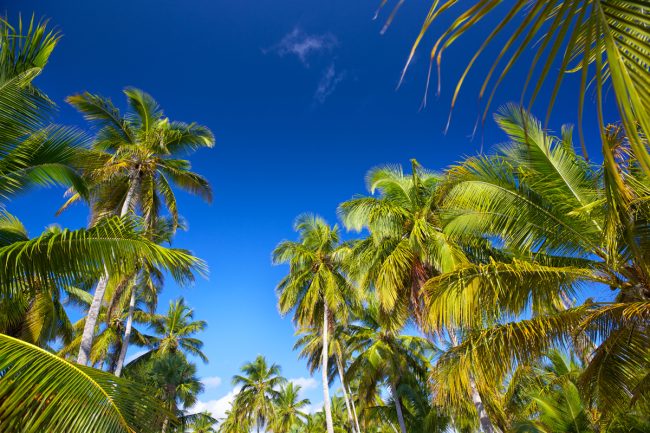 February 2021 Gardening Tips