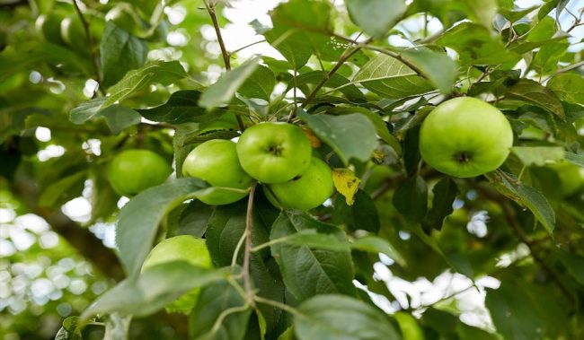 Fruit Tree Costs