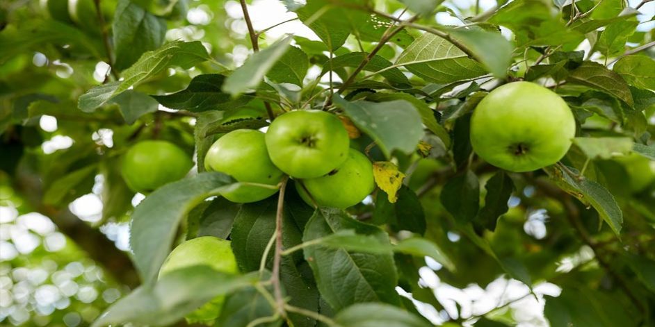 Fruit Tree Costs
