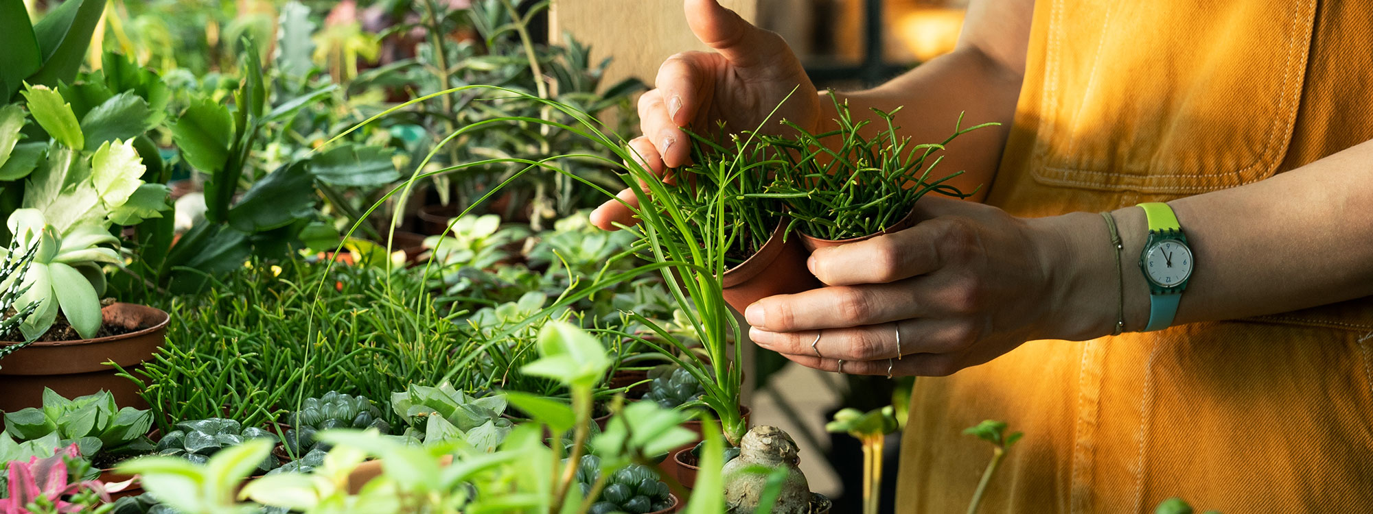 Plant, Tree & Garden Nursery Mesa, Gilbert, Queen Creek A&P Nursery