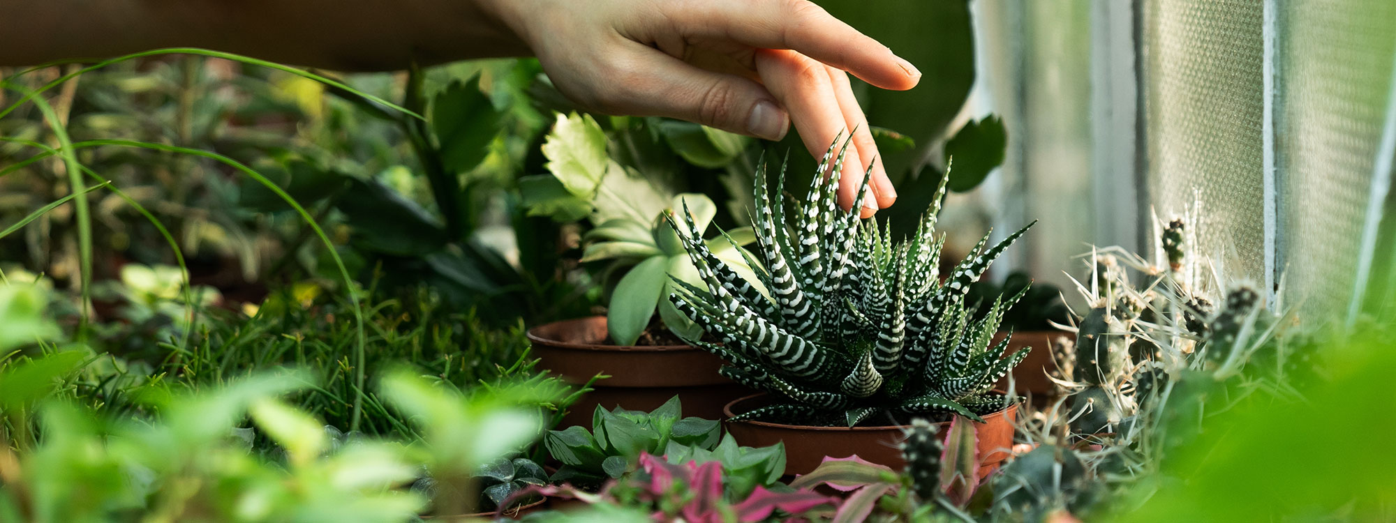 Plant, Tree & Garden Nursery Mesa, Gilbert, Queen Creek A&P Nursery