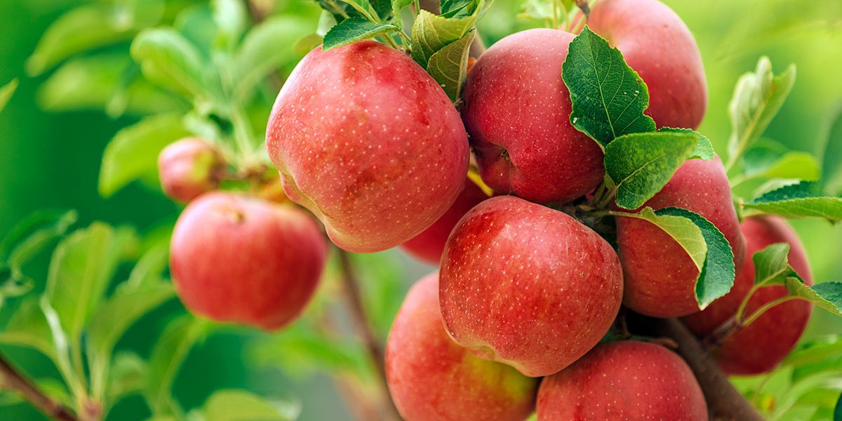 How Much Do Fruit Trees Cost 2021? A&P Nursery