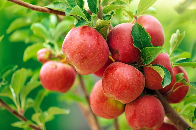How Much Do Fruit Trees Cost 2021