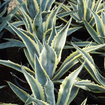 Cactus | Cactus Nursery | Buy Cactus in Mesa, Gilbert, and Queen Creek