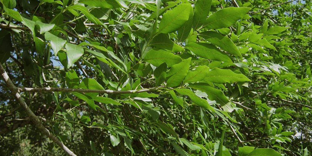 Tree Planting Costs 2022 A&P Nursery