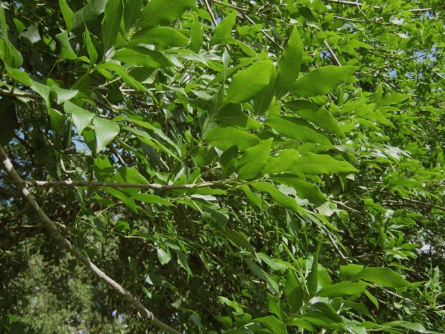 Tree Planting Costs 2021