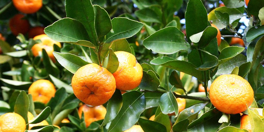 Citrus and Fruit Trees in Arizona
