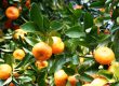 Citrus and Fruit Trees in Arizona