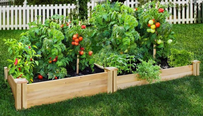 Maintaining Flowers in July in Arizona