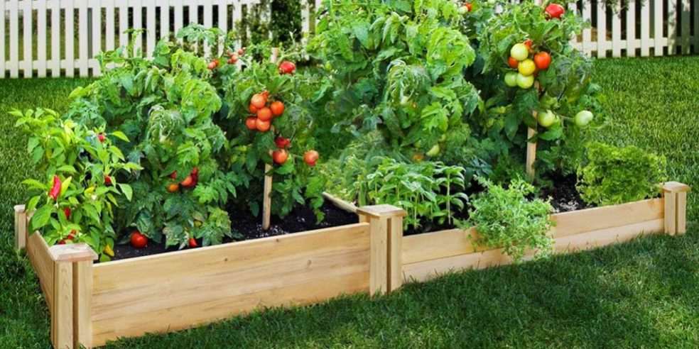 Maintaining Flowers in July in Arizona