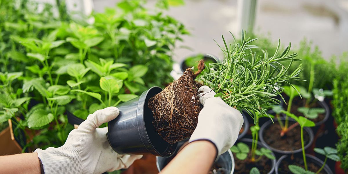 Frequently Asked Gardening Questions Plant Nursery A & P Nursery in