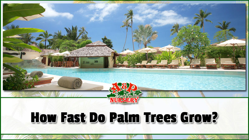 How Fast Do Palm Trees Grow?